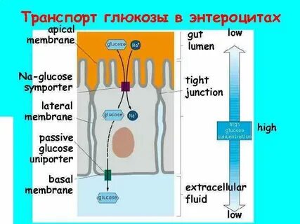 Транспорт глюкозы