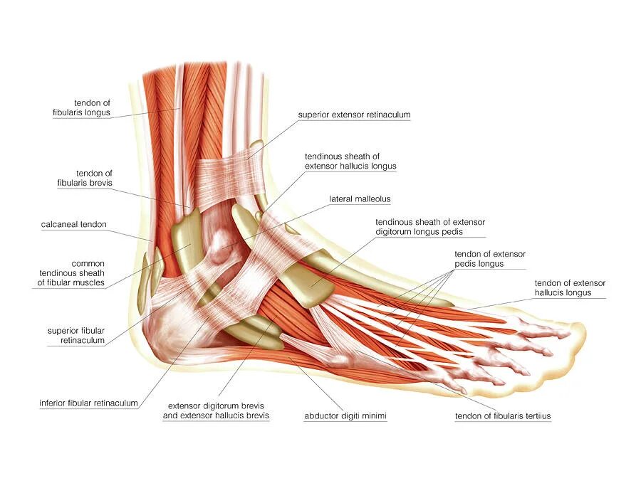 Foot muscle. Сухожилия стопы анатомия. Стопа анатомия мышцы связки фасции. Мышцы стопы и голеностопного сустава анатомия. Разгибатели стопы анатомия.