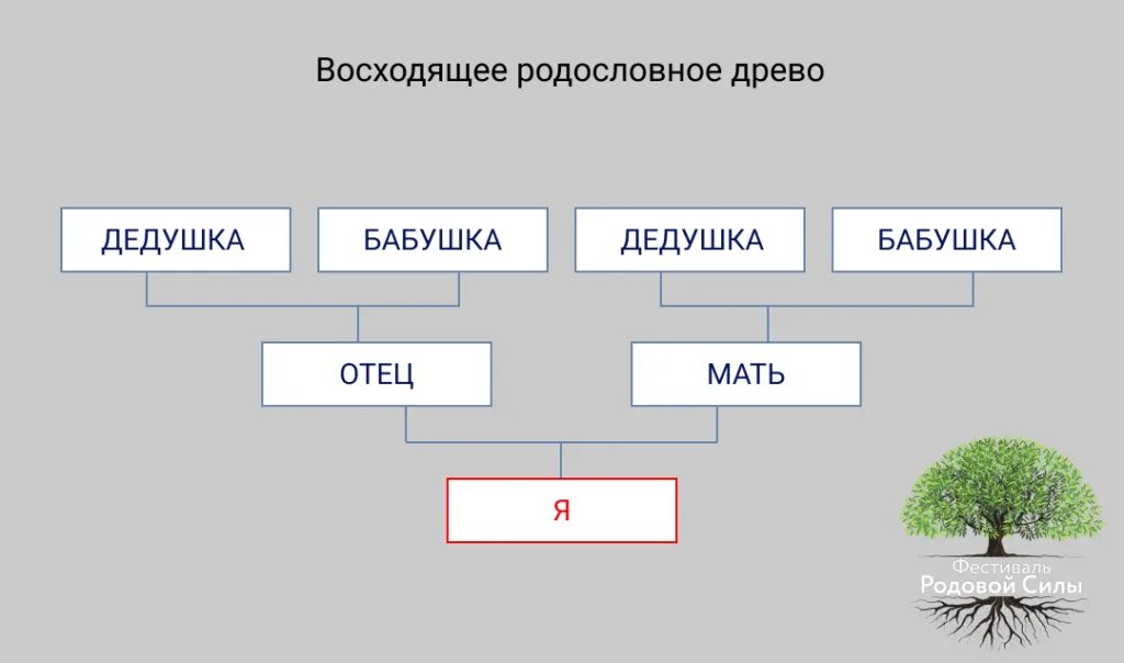 Фрагмент родословного древа семьи впр. Нисходящее Древо семьи. Восходящее и нисходящее родословное Древо. Схема родословной. Составление генеалогического дерева.