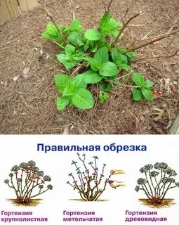 Обрезка крупнолистовой гортензии