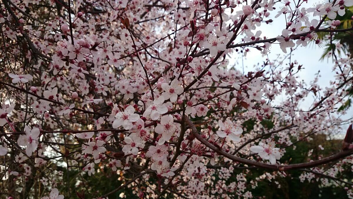 Цветение магнолии в Сочи. Сочи март цветет Магнолия. Аллея магнолий в Сочи. Цветет в Сочи в мае дерево. Погода конец апреля начало мая 2024