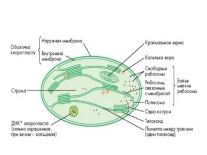 Пластиды в клетках бактерий