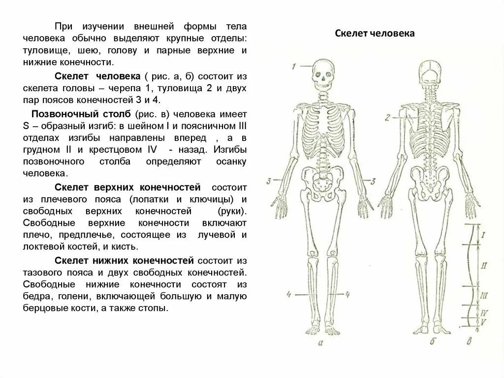 Строение скелета головы туловища и конечностей. Скелет туловища нижние конечности. Строение скелета туловища, конечностей. Скелет туловища, головы, верхних и нижних конечностей.