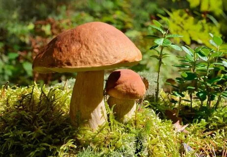 Collect mushrooms