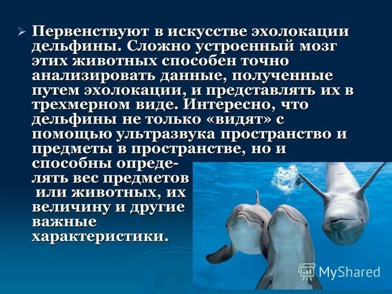 ультразвук в живой природе