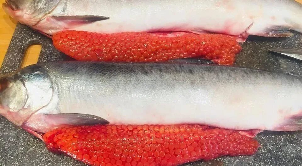 Горбуша девочка с икрой. Голец, кижуч. форель кунджа. икра форели. горбуша самка.