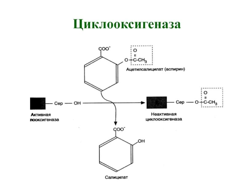 Цог 1 это