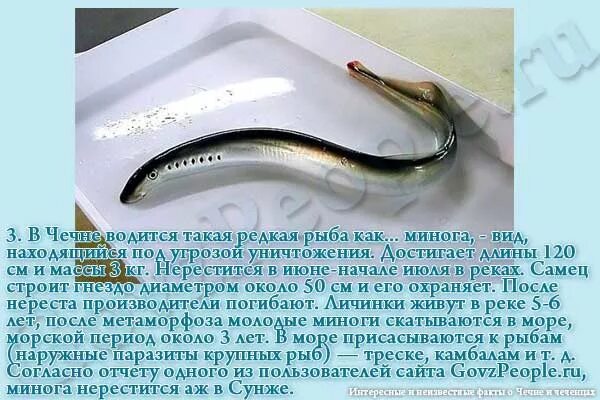 Сообщение о личинках миног. Рыбы обитающие в реке терек. минога интересные факты. какая рыба водится в реке терек.