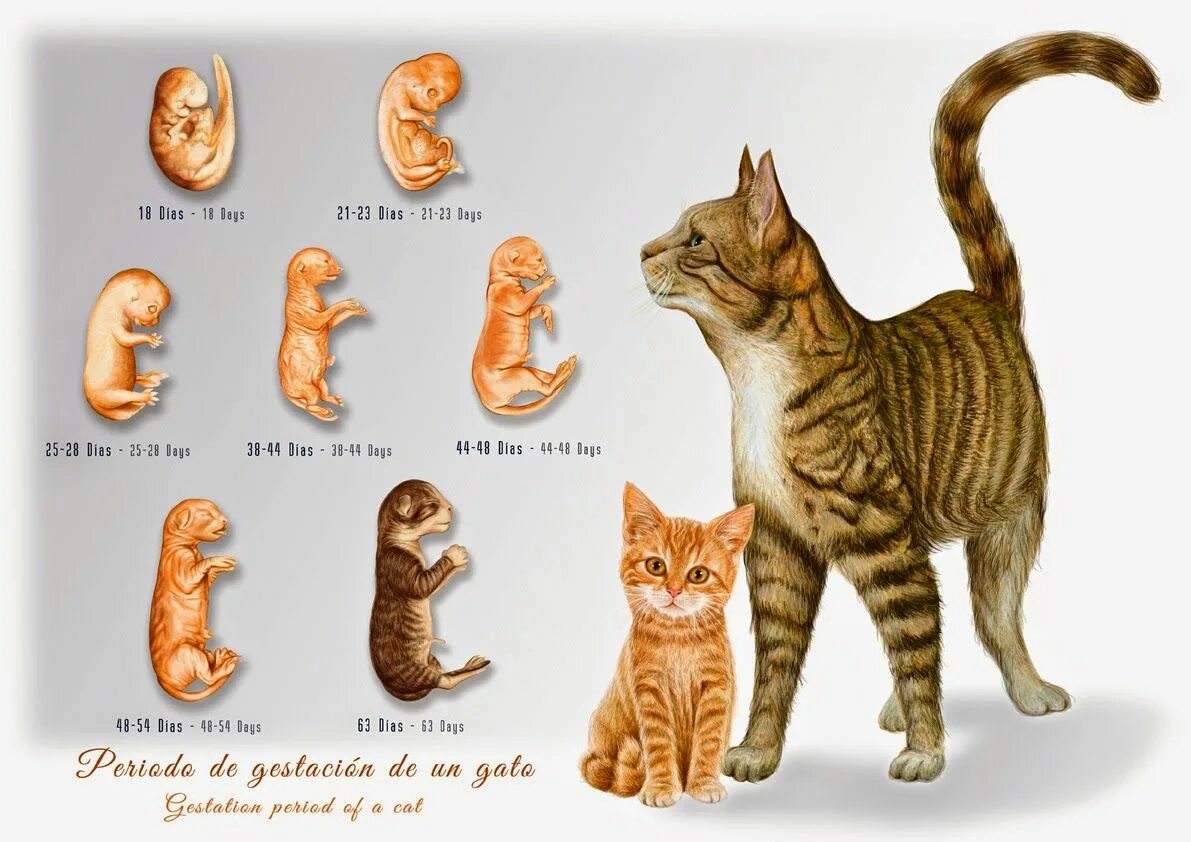 Котята по возрасту. Этапы развития кошки. Этапы роста котенка. Стадии развития котенка.