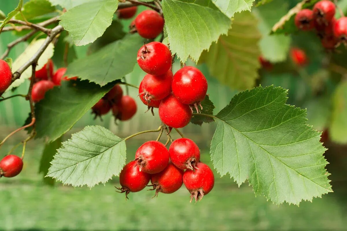 Боярышник круглолистный (crataegus coccinea). Кратегус боярышник. Боярышник однопестичный плоды. Боярышник листья и плоды. Боярышник сливолистный дерево.