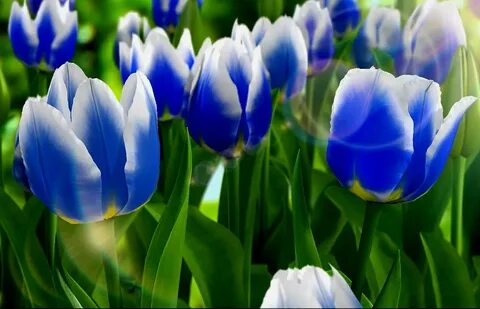 Бывают ли синие тюльпаны