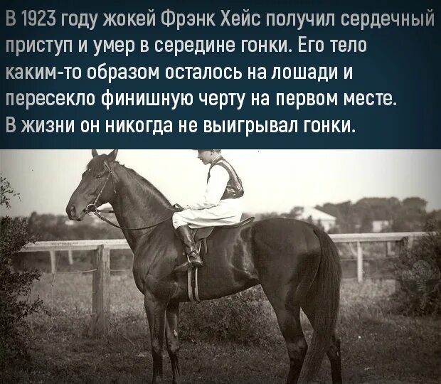 Жокей толковый словарь. Шофер словарное слово. Жокей и лошадь на уроке. Лексическое значение предложения. Жокей триумф 150г.