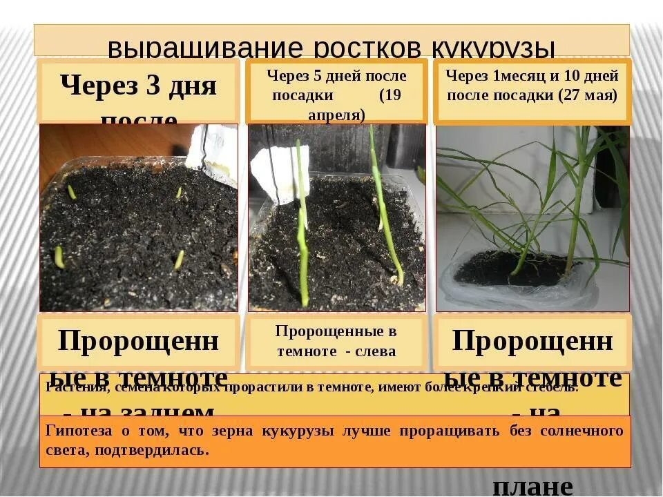 Сроки посадки тыквы в открытый грунт. Всходы кукурузы. прорастание семян в грунте. посадка семян в грунт. посадка пророщенной кукурузы в грунт.