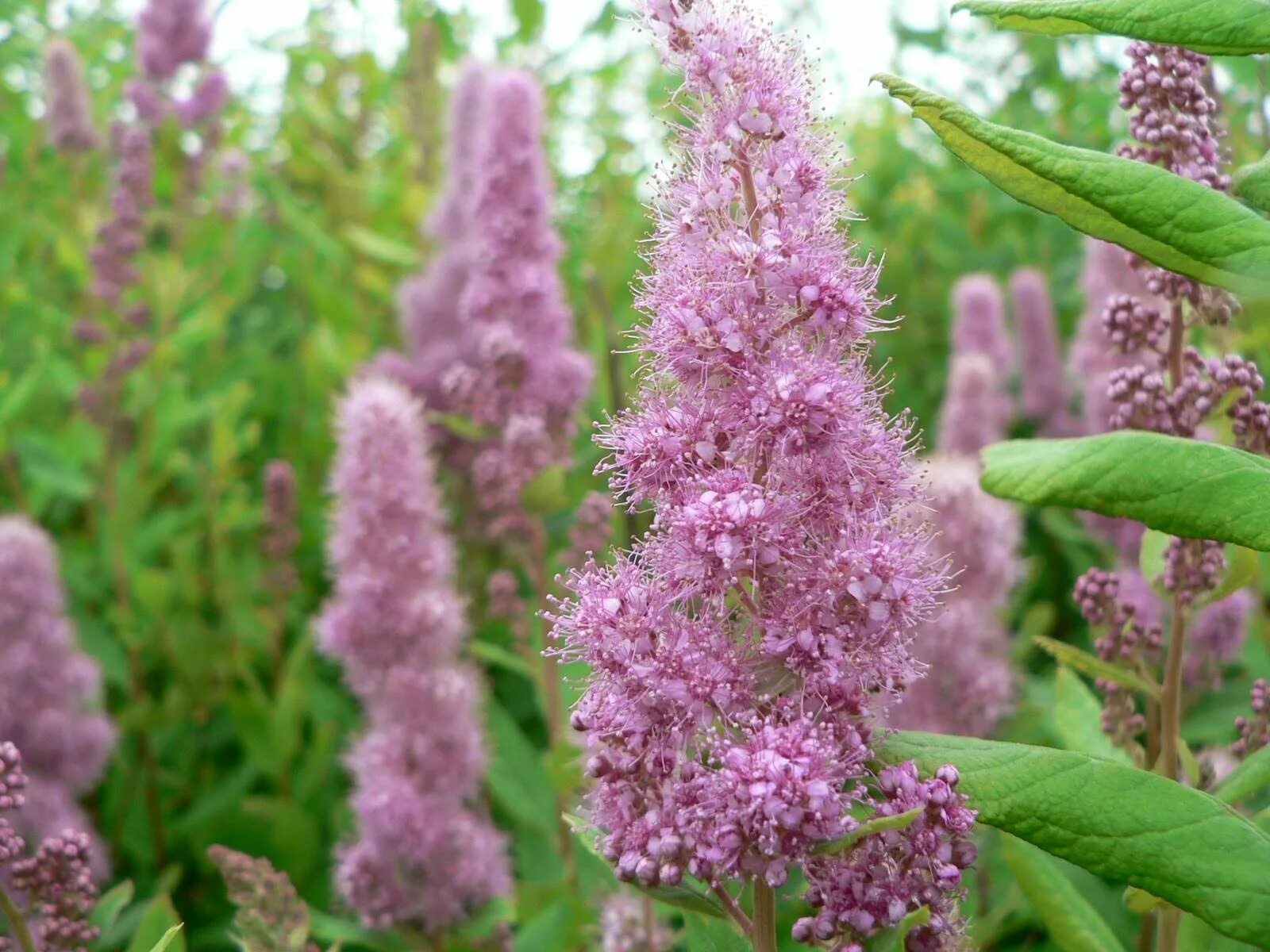 Спирея Билларда. Спирея иволистная. Спирея Дугласа Spiraea douglasii. Спирея иволистная куст. Www plants