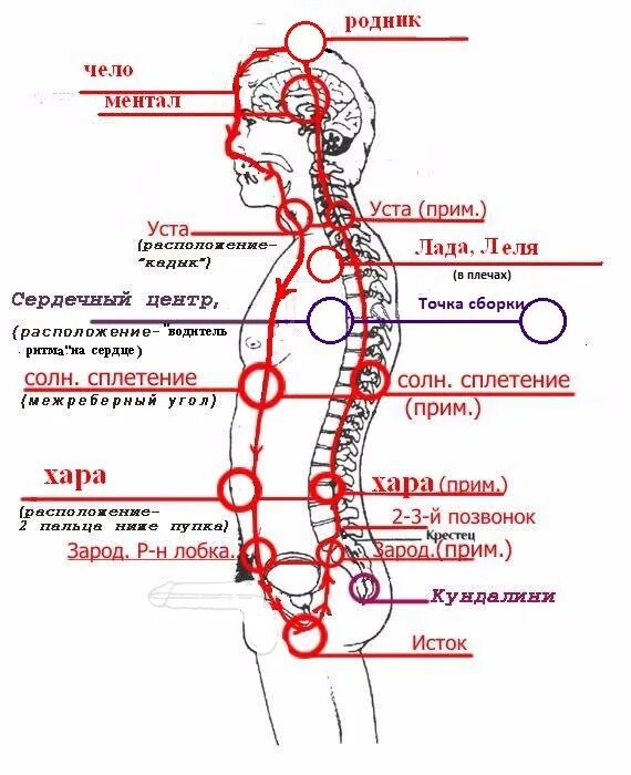 Чакры линии Хара схема. Энергетические точки чакры. Позвоночник позвонки энергетические центры. Энергетические центры человека чакры Кундалини. Точка царский