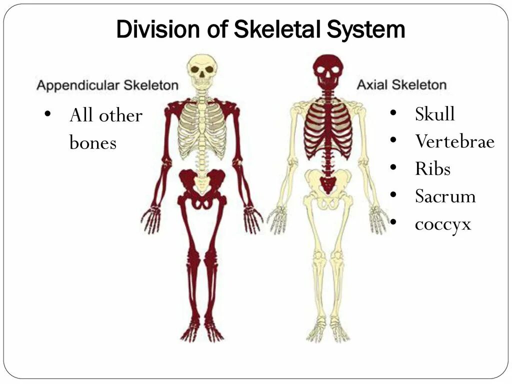 Аппендикулярный скелет. Axial Skeleton. Axial and Appendicular Skeleton. Скелет аксиальный аппендикулярный.