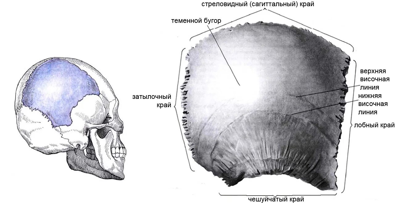 Левая теменная кость. Теменная кость строение. Левая теменная кость черепа. Строение теменной кости черепа. Теменная кость анатомия строение.