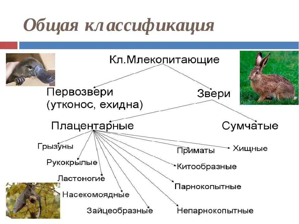 Биология характеристика класса животных