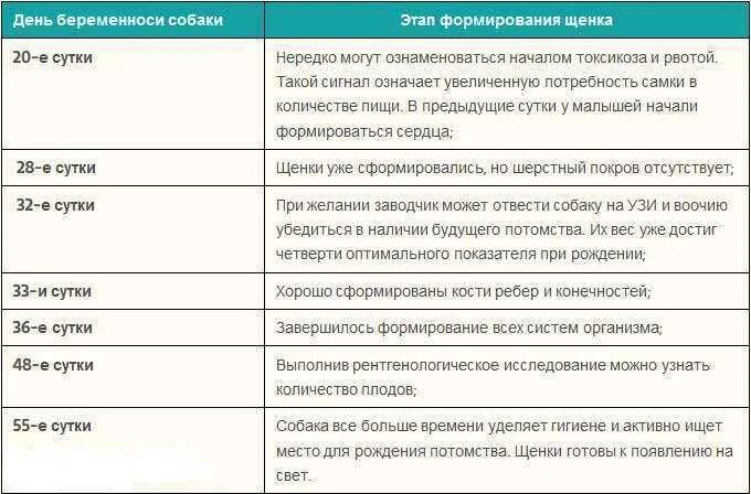 Через сколько после родов течка у собаки. Таблица периодов беременности собак. срок беременности у собак средних пород. беременность у собаки по неделям подробно. беременность собак по дням мелких пород таблица.