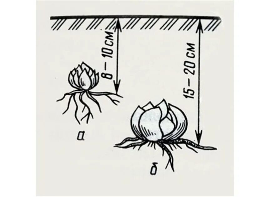 Лилии глубина посадки луковиц. Схема посадки лилий в открытый грунт осенью. Схема посадки лилии осенью. Посадка лилий весной в открытый грунт луковиц.
