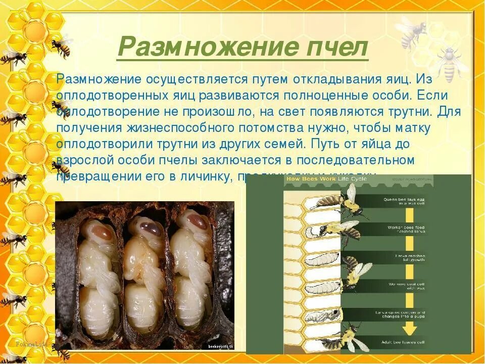 Процесс размножения пчел. Пчела медоносная размножение. пчела медоносная способ размножения. форма размножения пчелы медоносной. стадии развития пчелы в картинках.