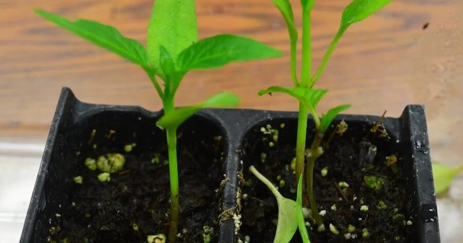 Рассада помидор. Стебель рассада. Перелив рассады перца. Тонкий стебель у рассады петунии. Наросты на стебле рассады томатов.