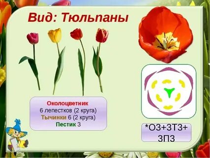 Сколько дней тюльпаны