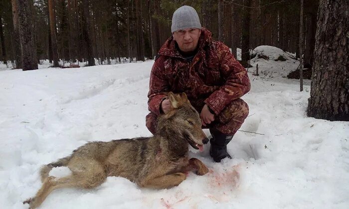 охота на волка в карелии. волки в калужской области. охота на волков в карелии. охота на волка в карелии. охота на волка в карелии.