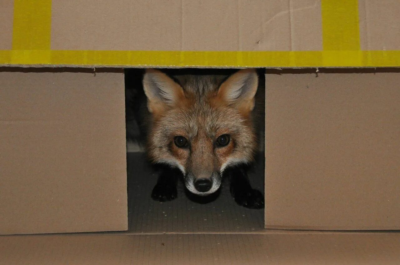 Лиса в коробке. Лисы в коробке. Лиса в библиотеке. Лисий короб. Saw the fox