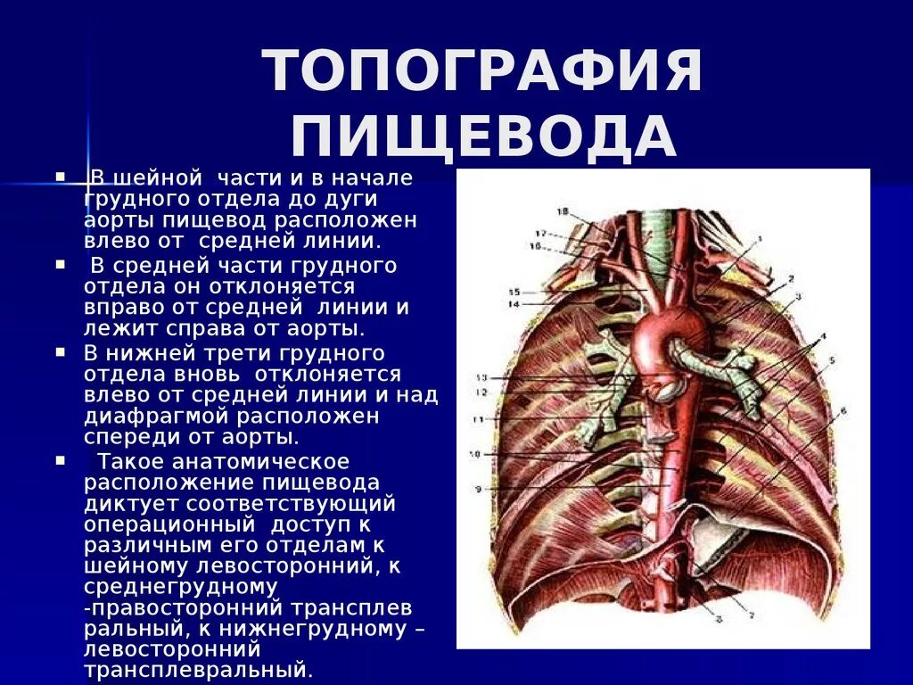 Синтопия грудного отдела пищевода. Синтопия пищевода и аорты. Топографическая анатомия шейной части пищевода. Скелетотопия пищевода анатомия.