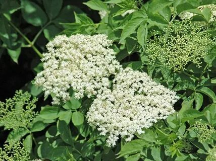 Elder plant