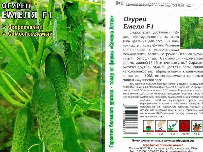 Особенности сортов огурцов