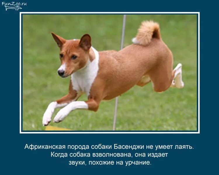 Что умеет собака. Собака способна выучить. Собака плавает. Удивительные факты о собаках. Собака лежит.