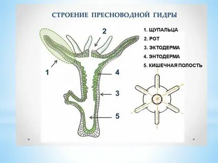 Строение тела кишечнополостных