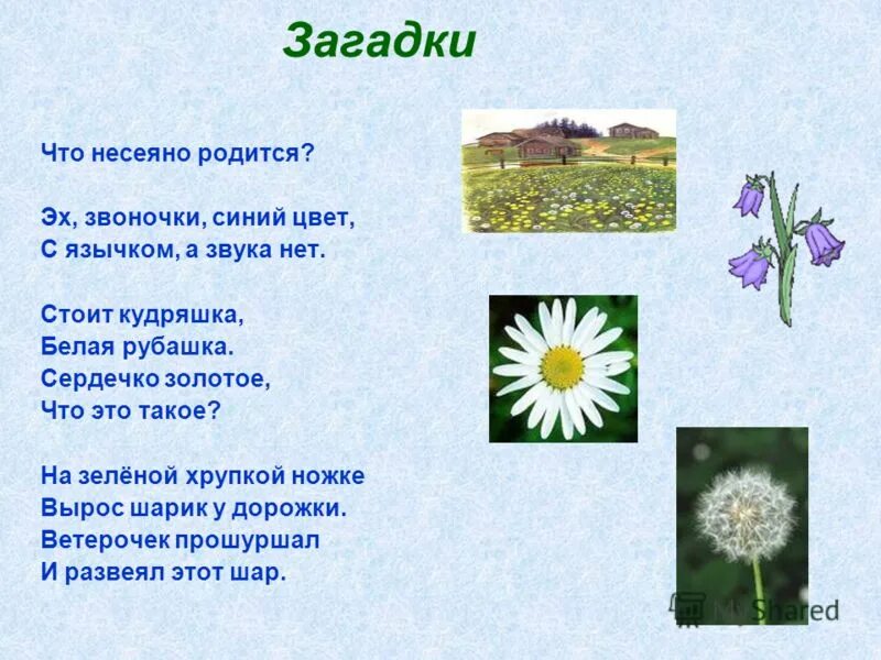 Сердечко золотое что это такое загадка. Загадки о Луге. Загадка про одуванчик рос шар. Загадка про одуванчик 3 класс. Цвета в загадках.