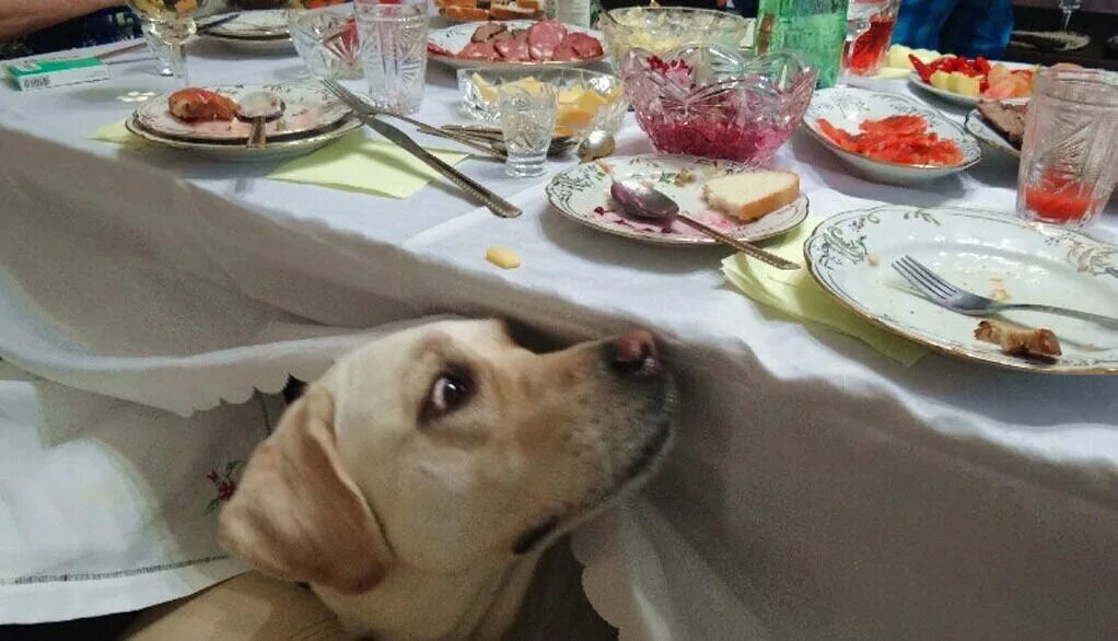 Собака под столом. Собака выпрашивает еду со стола. Животные и еда. Собака подсталом.