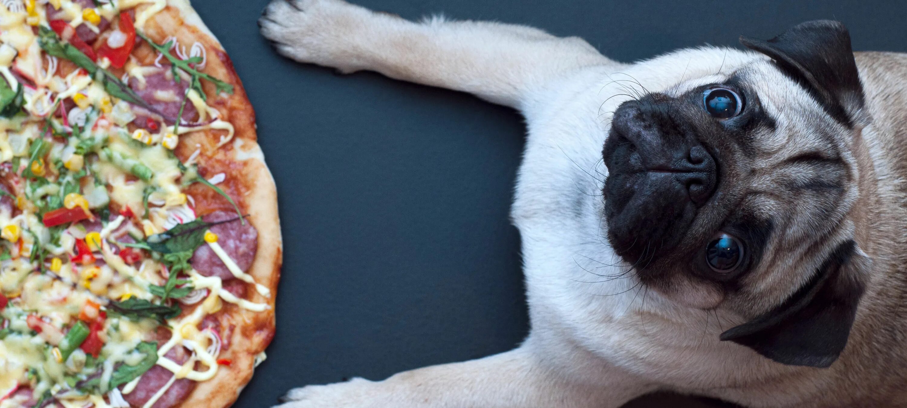 Собака и пицца. Пицца пес лаки. Мопс рядом пиццей. Собака ест пиццу. Можно собакам тесто