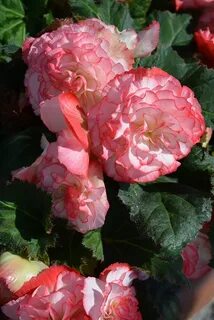 Бегония rose