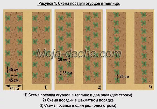 Рассада огурцов расстояние. Схема посадки рассады огурцов в теплице. Схема высадки рассады огурцов в теплице. Схема выращивания рассады огурцов в теплице. Расстояние между рассадой огурцов в теплице.