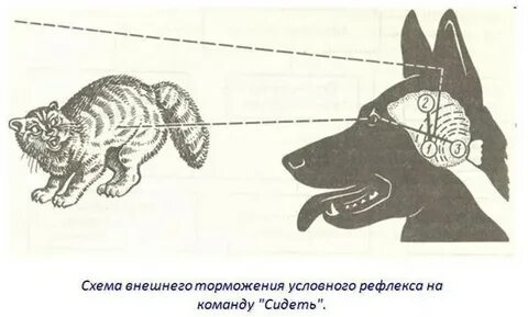 Реакция собаки на голос хозяина какой рефлекс