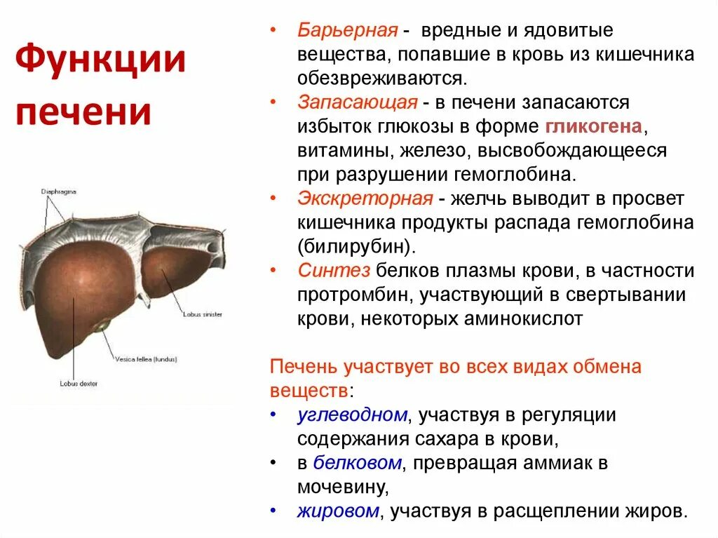 Строение печени функции печени. Функции печени анатомия. Печень ее строение и функции. Доклад о печени человека. Печень выделяет в кровь