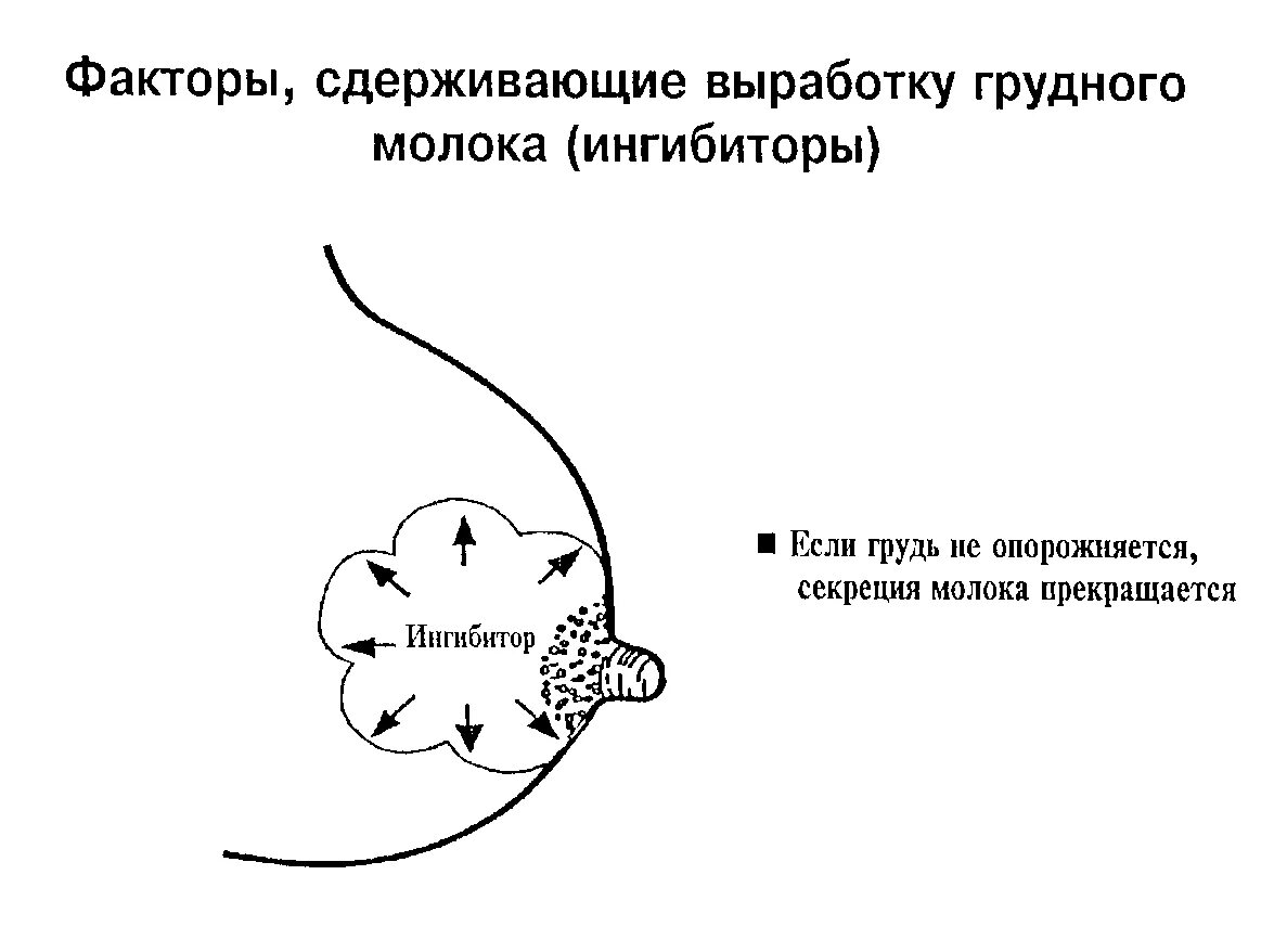 Что делать если мол. Ингибитор лактации. для прекращения лактации. сколько молока в груди. механизм выработки грудного молока.