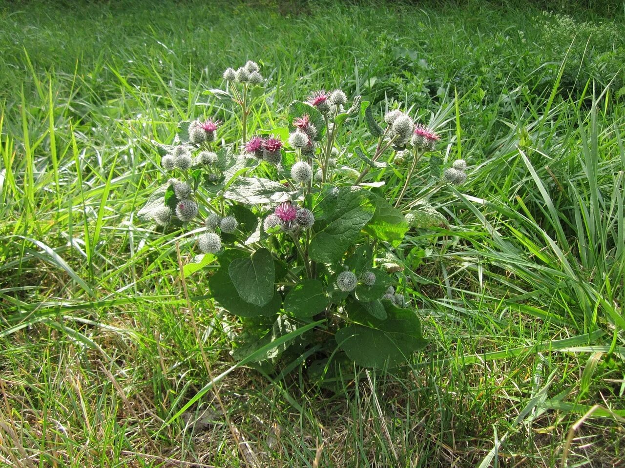 Лопух паутинистый (Arctium tomentosum). Репейник паутинистый. Лопух паутинистый (войлочный). Лопух репейник (лопух большой) - Arctium Lappa лопух войлочный - Arctium tomentosum.