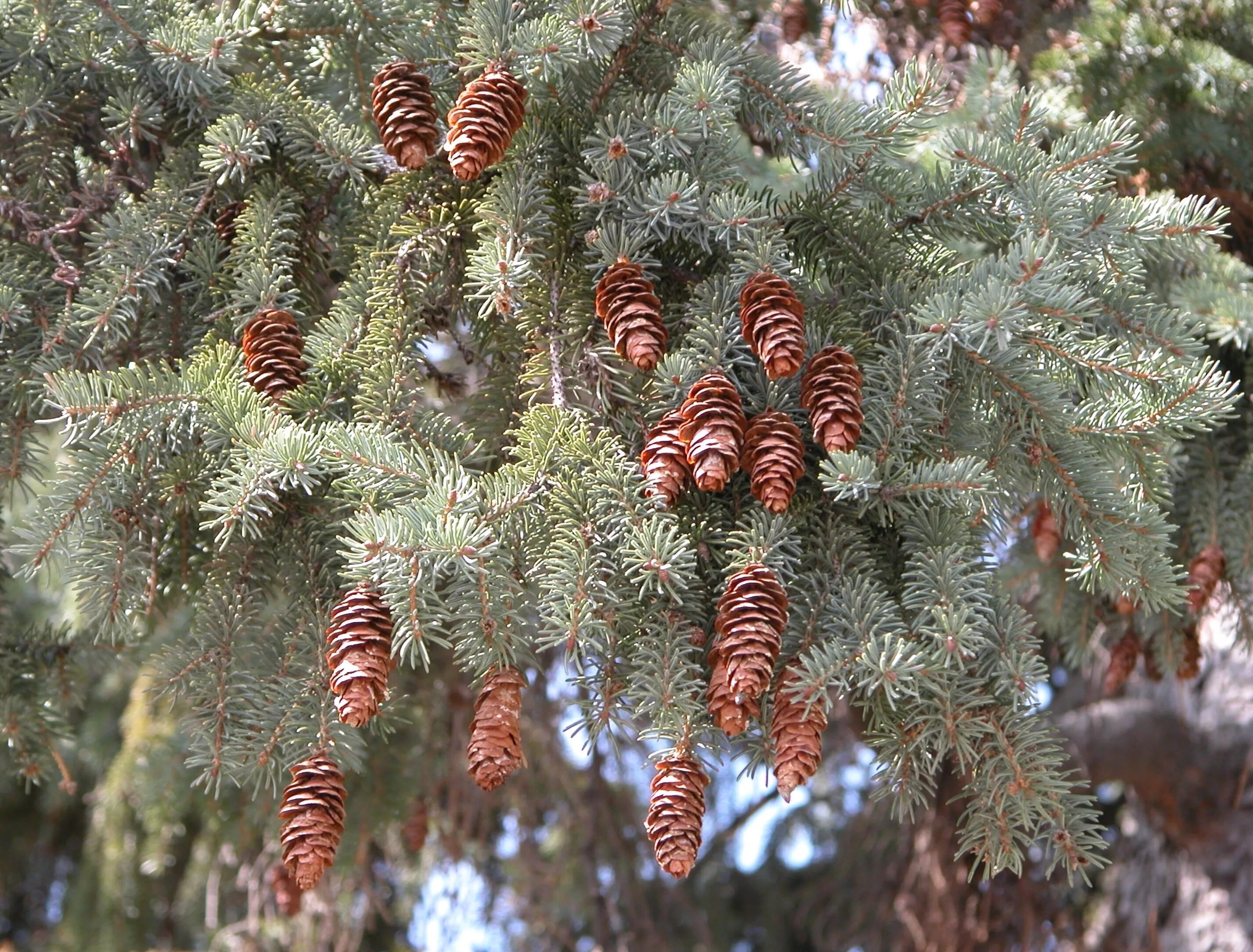 Многообразие ели. Ель канадская Спрус. Ель канадская Picea glauca. Ель канадская шишки. Ель канадская сизая шишки.