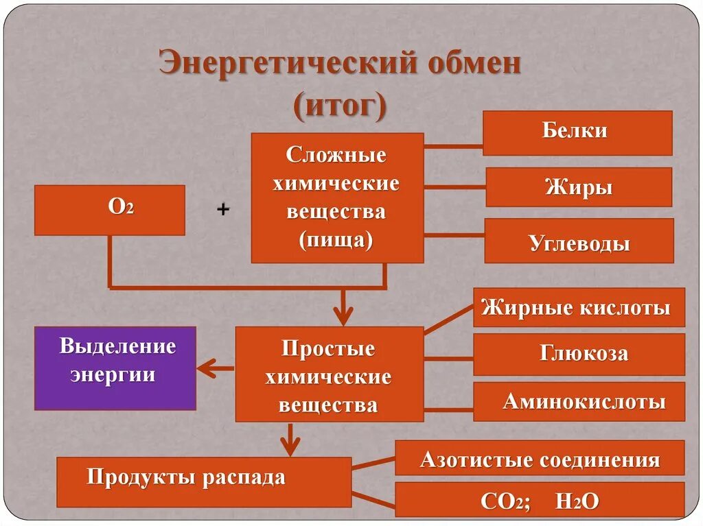 Энергетический обмен определение. Схема энергетического обмена веществ в клетке. этапы энергия обмена веществ схема. энергетический обмен общая схема. обмен веществ и энергии в клетке схема подробная.