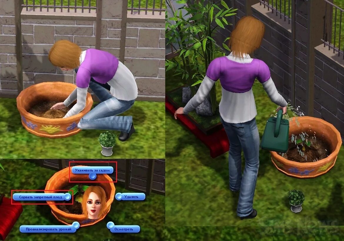 SIMS 3 семечко запретного плода. Семена запретного плода в симс 3. Клумба в симс 3. Симс голод