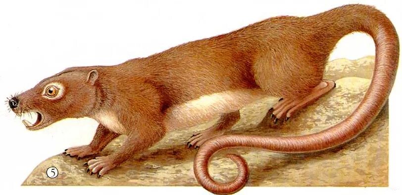 Древние сумчатые млекопитающие. Древние насекомоядные млекопитающие. Древнее примитивное млекопитающее. Древние насекомоядные млекопитающие. Появление млекопитающих.