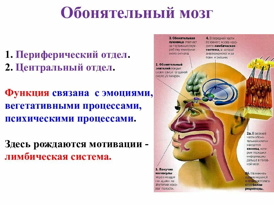 Обонятельные доли мозга. Обонятельный мозг Центральный и периферический отделы. Состав периферического отдела обонятельного мозга. Обонятельный мозг строение и функции. Функции обонятельного отдела головного мозга.