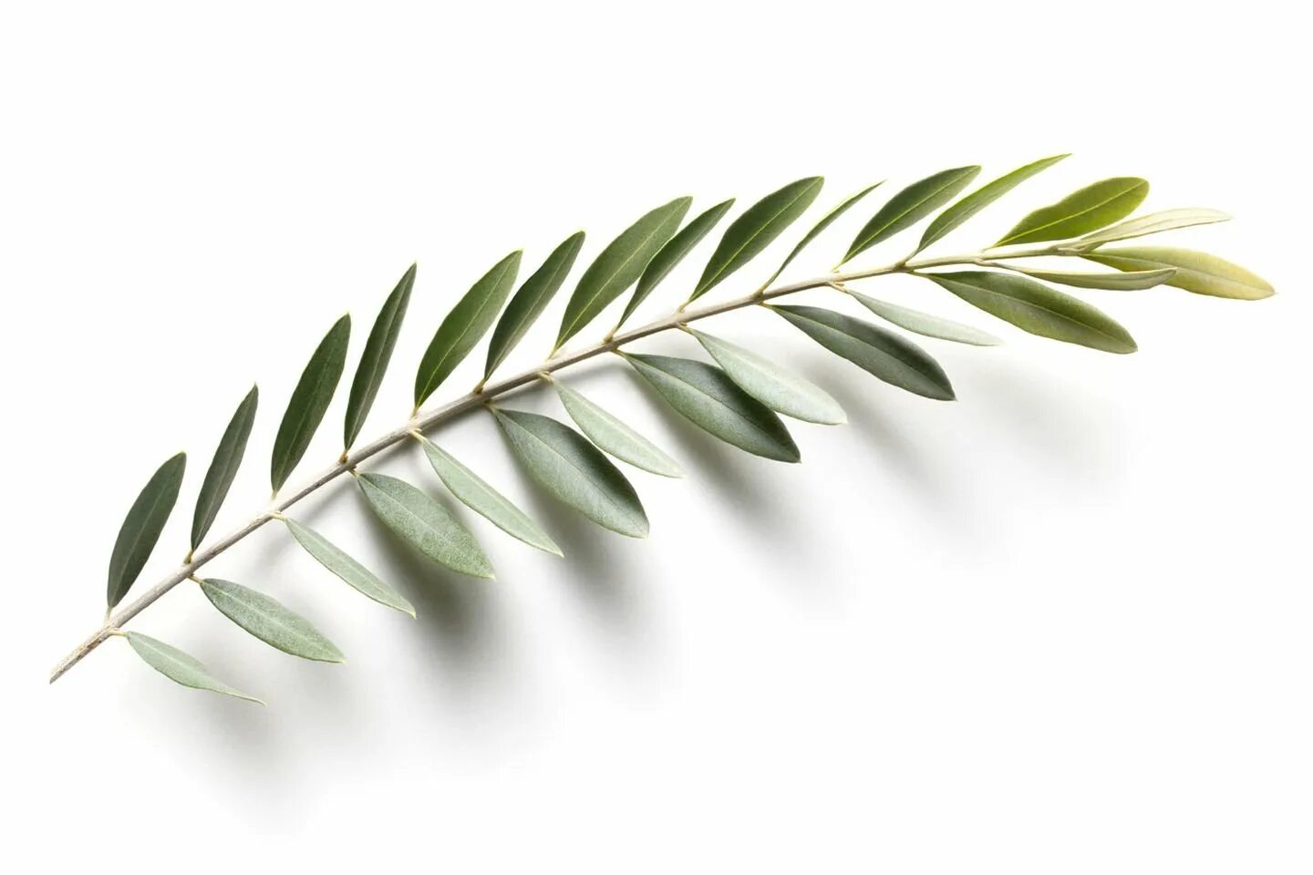 Венок фред перри вектор. Ветка на белом фоне. Ветвь вц. Ветвь цепная вц-2/1000. Лавровый венок.