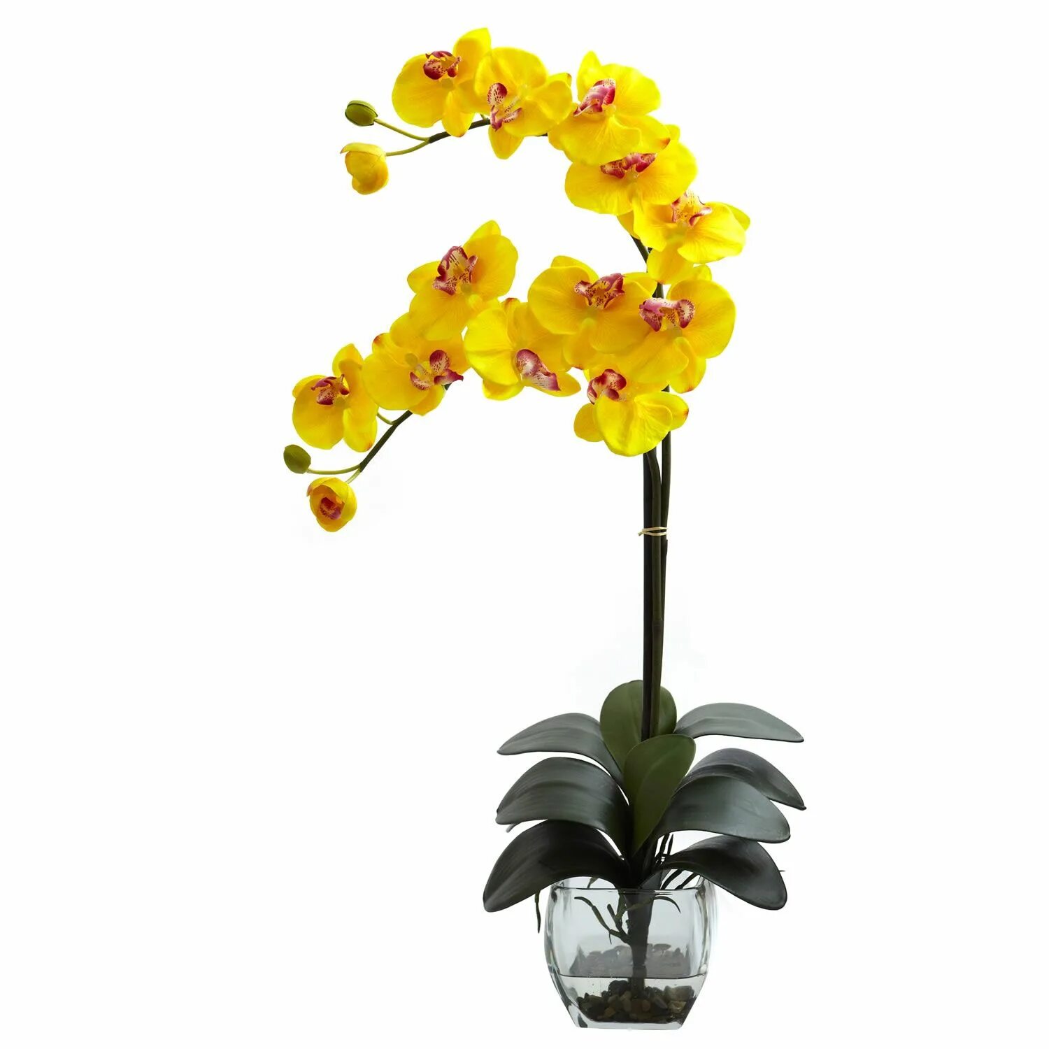 Желтая орхидея в горшке